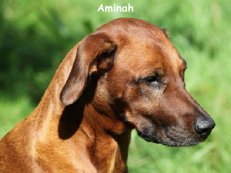 Aminah1