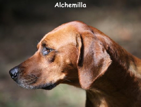 Mother-Alchemilla-2