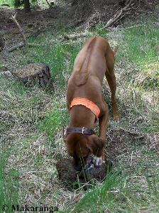 Nachsuche  am Stck