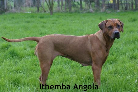 Ithemba Angola