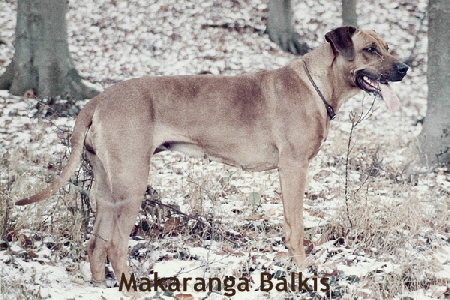 Makaranga Balkis