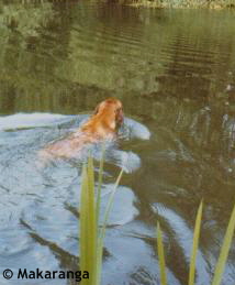 Makaranga Esrah