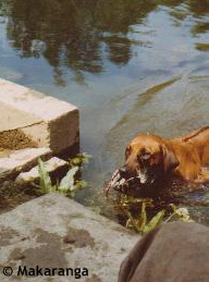 Makaranga Esrah
