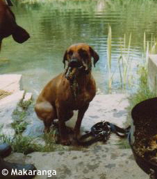 Makaranga Esrah